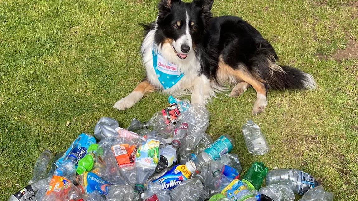 Goodable's tweet photo. This is Scruff.

Every day while out for a walk, he picks up plastic bottles and brings them to his owners to recycle.

He's helped recycle more than 1,000 plastic bottles so far. https://t.co/k0VFL4nPp0