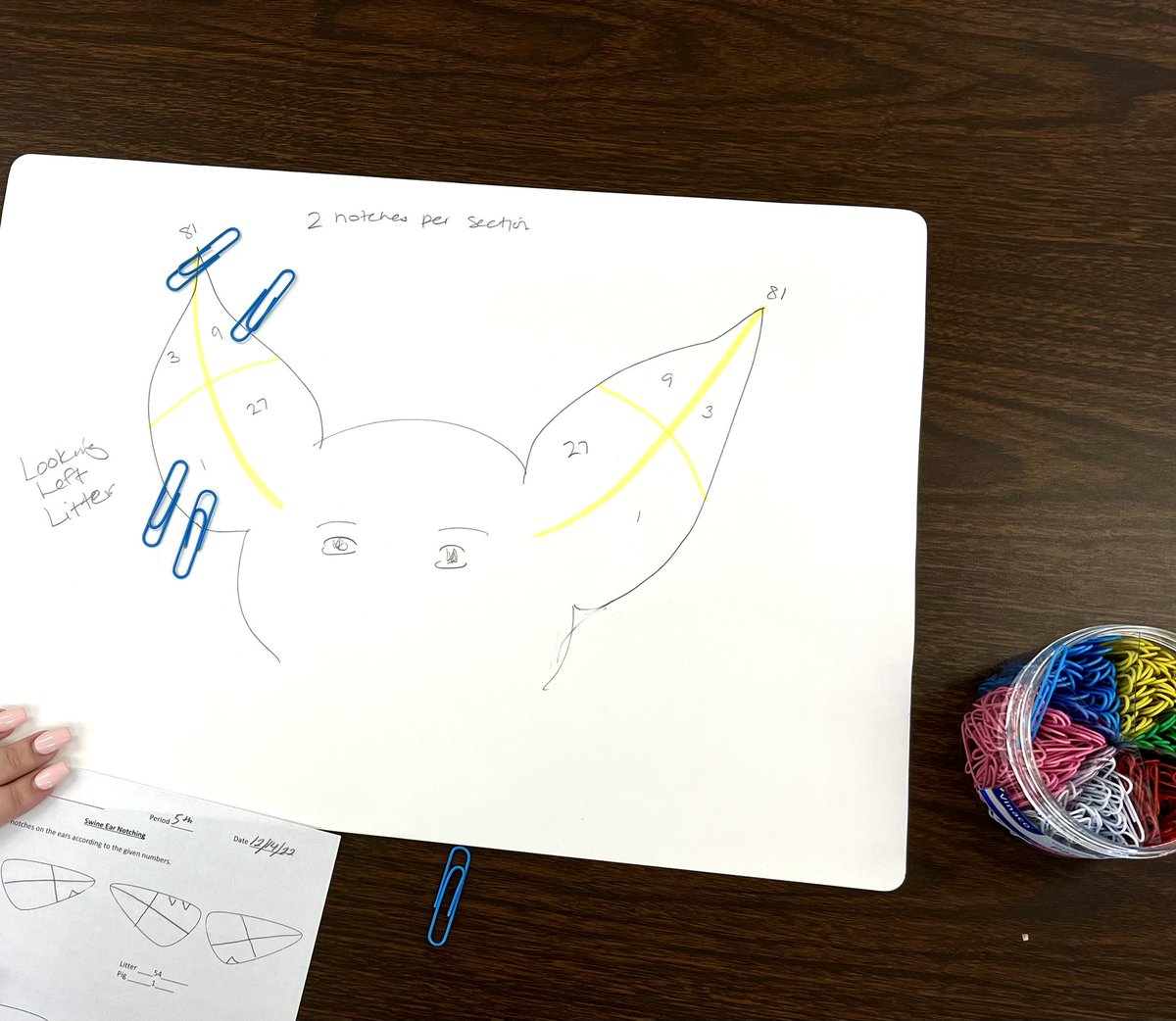 cdavisteaches's tweet photo. Paper clips as ear notches in our swine unit so students can practice without going through a bunch of consumables.  #teachAg https://t.co/0UNzBKTmjJ