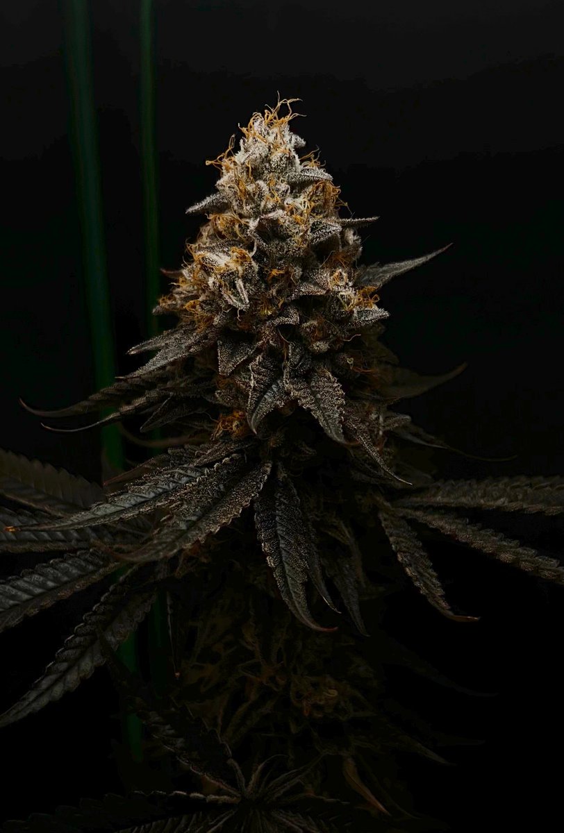 CG_Grow's tweet photo. Simply stunning. https://t.co/KtHyyTVJxl