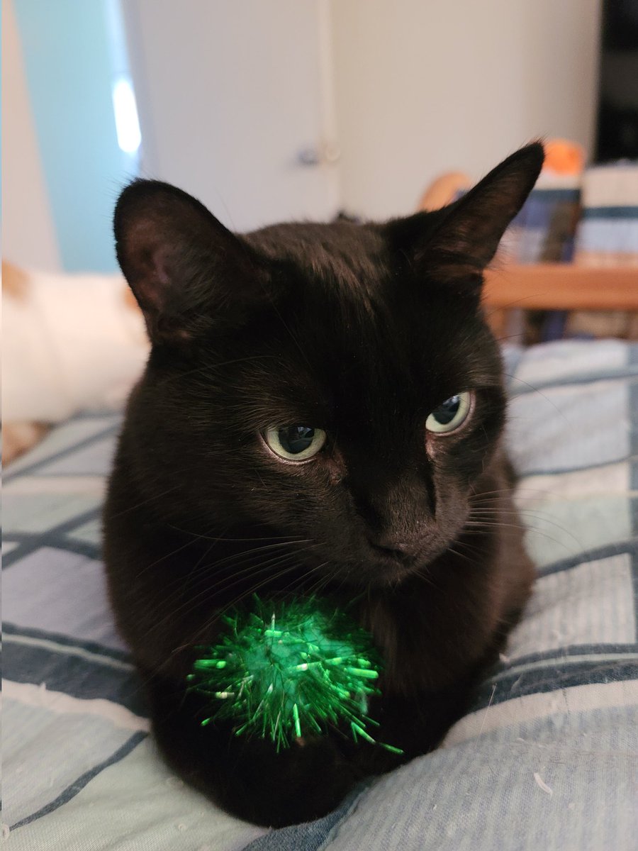 SebbiesCat's tweet image. Me and one of my favourite toys.