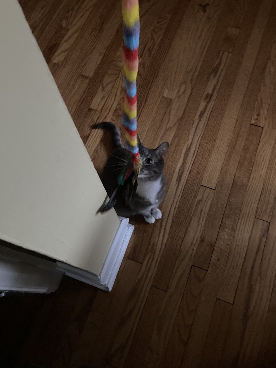 ConsciousPets's tweet image. Elliot not sure about wanting to play….#cats #RogersPark #Chicsgo #petsitting