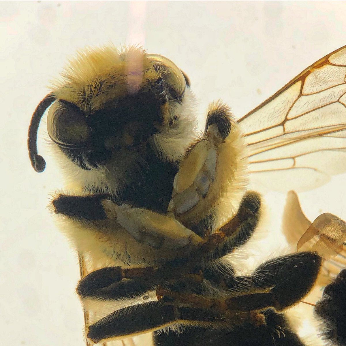howse_it_going's tweet photo. I really do love bee-ing in the lab these days 🐝 https://t.co/zREUwRGd9v