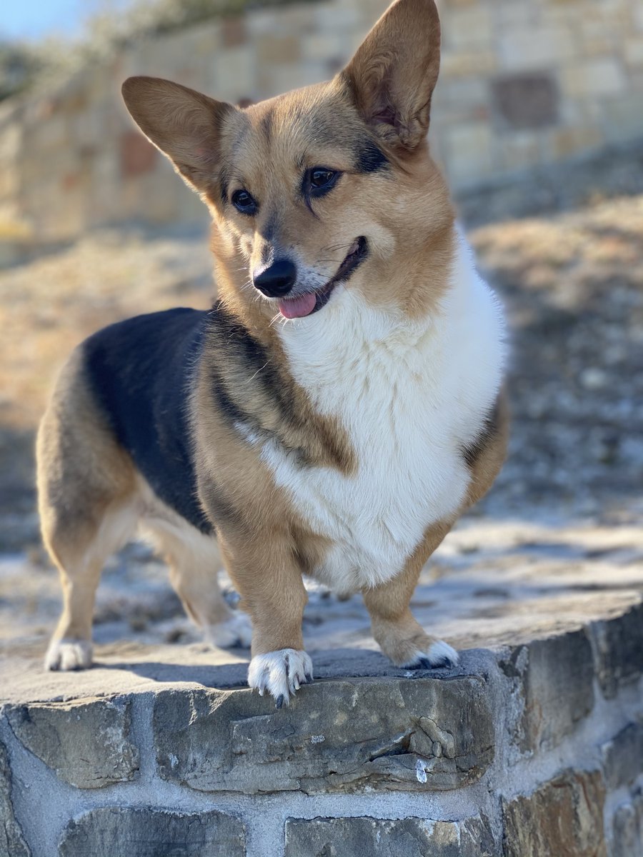 🐶 Remi 🐶

"My mom and dad went to Texas Tech! I’ve never met a stranger and would love a big stage debut!"

🧵 2/20