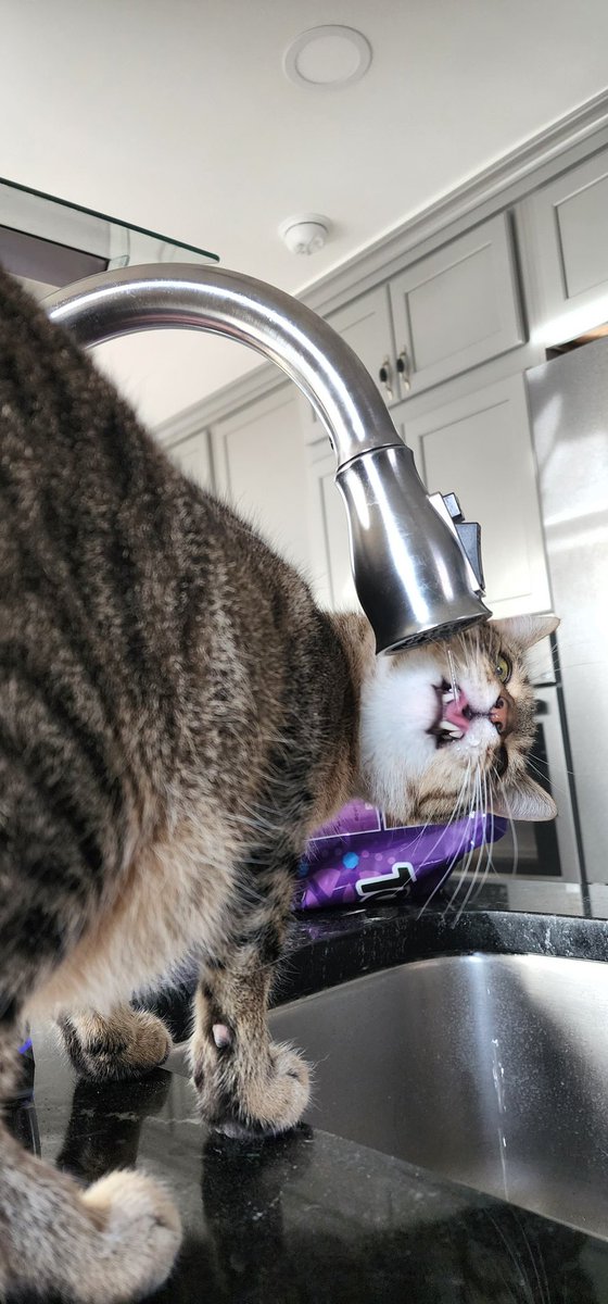 Marcus_TheCat's tweet photo. Yum

#CatsOfTwitter #kitty #faucetwater https://t.co/lLydfchXJ2