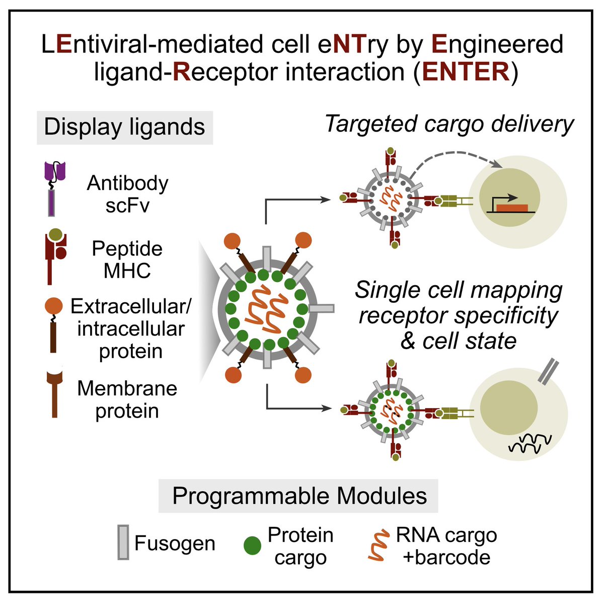 Our work on ENTER is finally out @CellCellPress! Like📱that can 📷📞🎧, ENTER is a modular viral platform that unifies multiple applications: ⭐️Decode Ligand-Receptor interaction ⭐️Receptor-specific cargo delivery ⭐️Link receptor specificity with cell state at single cell