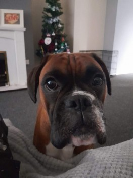 millypod1's tweet photo. 🆘13 DEC 2022 #Lost MARLEY  
Brown And White Boxer Female
Lawton Road #Alsager #StokeOnTrent #ST7  
#Staffs #Staffordshire /nr #Cheshire Border
https://t.co/THtGTGlu1D https://t.co/C6CkqGLwOn