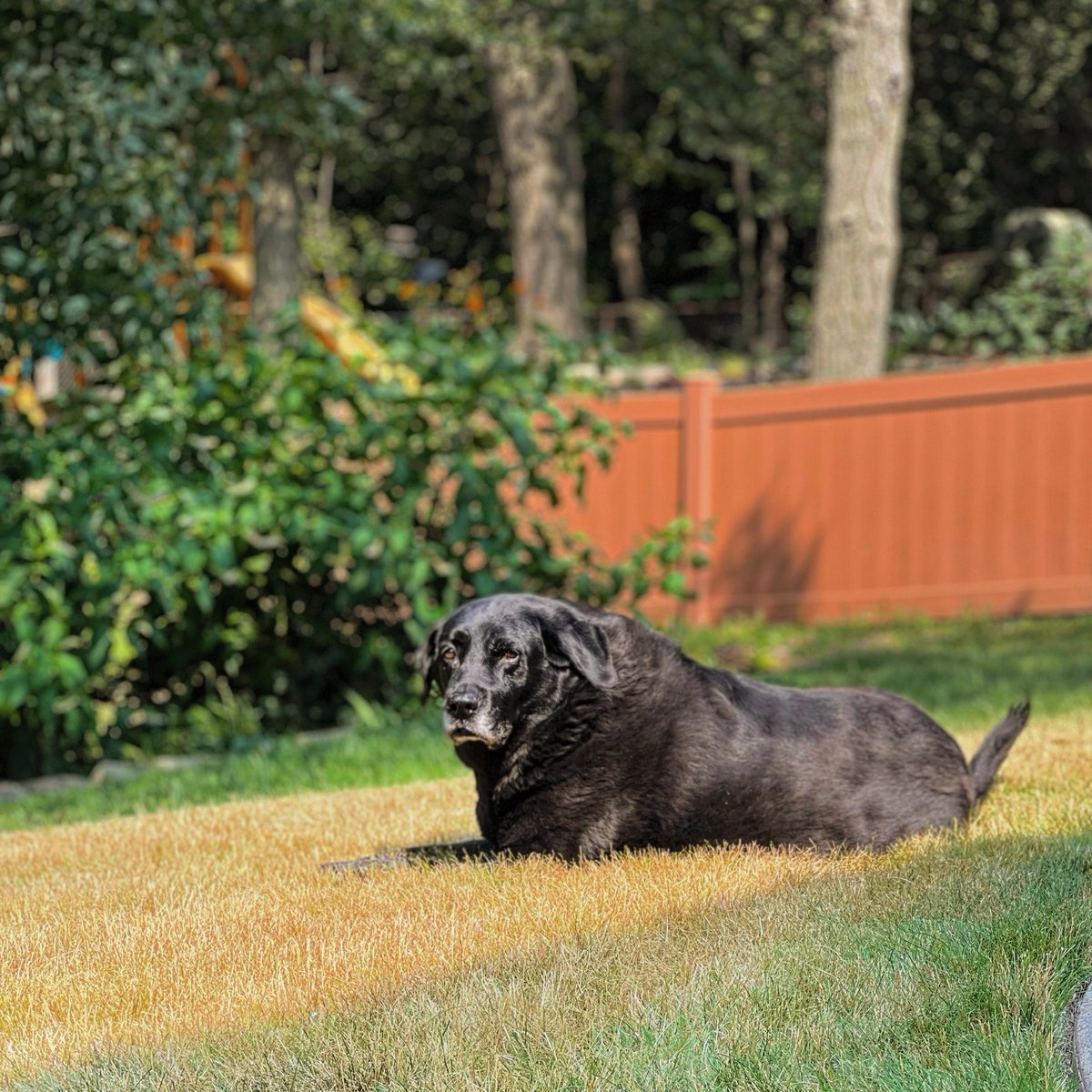 mshillaryjones's tweet photo. @OhNoSheTwitnt My old ladies. One is still here with me. One has moved on. 13/10 good dogs. https://t.co/LfJrphJGXP
