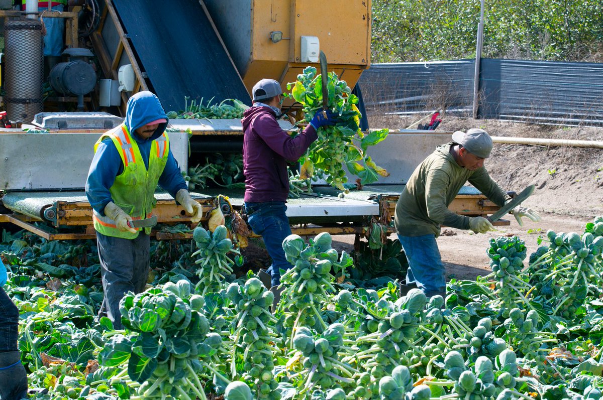 4EARTHFARMS's tweet photo. Thanks to our hardworking #growers and field staff, you can find 4Earth Farms #produce in supermarkets all year long! 💚 

Learn more at: https://t.co/h5RoIeuxVM https://t.co/JjAtJU6O5x