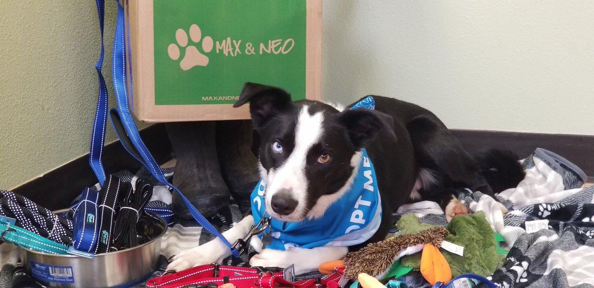 SanctuaryOne1's tweet photo. It truly is the season of giving! We are so thankful for the gift box from @MaxandNeo! They donate 1 for 1 to dog rescues in the US. The box was filled with leashes, collars, water bowl, blanket, cute bandannas, toys, and treats. "Santa Paws" came a little early this year! https://t.co/LS38TXM62v