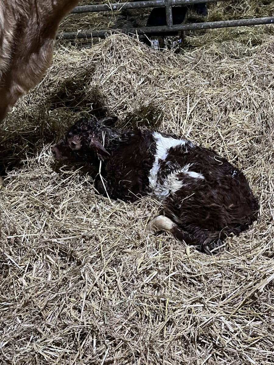 colin1mcgrath's tweet image. Topping up the roan account just in time for Christmas.
#FestiveColours #RoansOfTwitter @doveagenetics