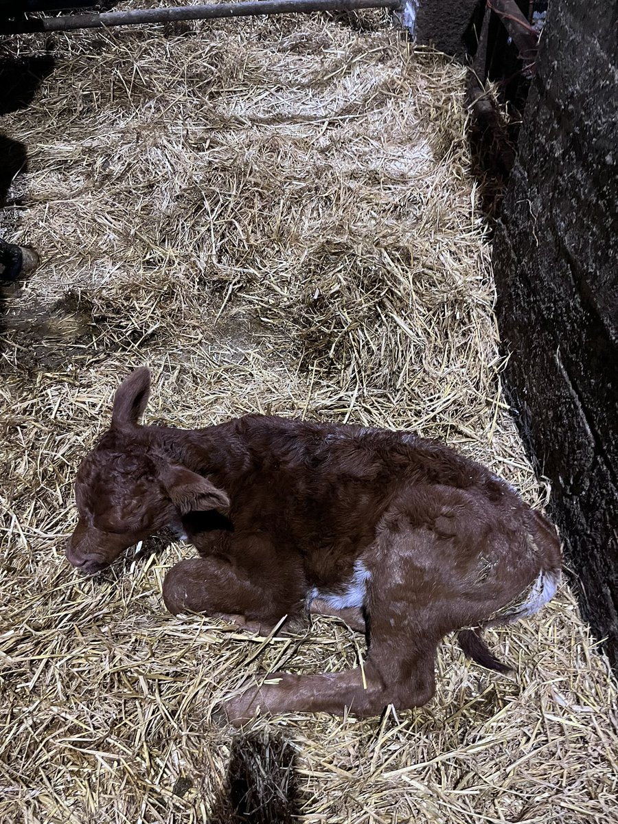 colin1mcgrath's tweet image. Topping up the roan account just in time for Christmas.
#FestiveColours #RoansOfTwitter @doveagenetics