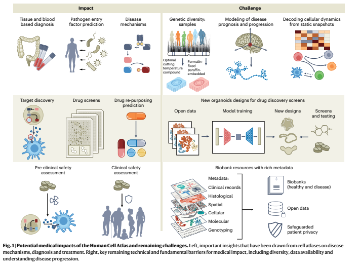 BioDecoded's tweet photo. Impact of the Human Cell Atlas on medicine | Nature Medicine
https://t.co/0npacOAbGW
#SingleCellAtlas https://t.co/aZBuXDah7y