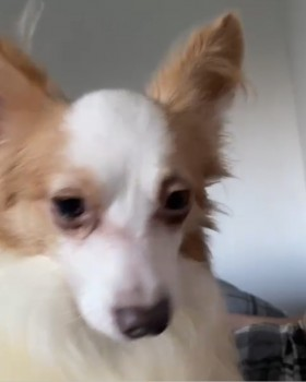 millypod1's tweet photo. 🆘13 DEC 2022 #Lost GEORGE #ScanMe #Tagged 
Red &amp; White Papillon Male
#RESCUE Very scared only been in area for 1 week.
Please do not approach but contact fosterer on ☎️07787432700
#WestonSuperMare #Somerset #BS22 
https://t.co/3qUwaNlBFy https://t.co/CrxvTMHDUO