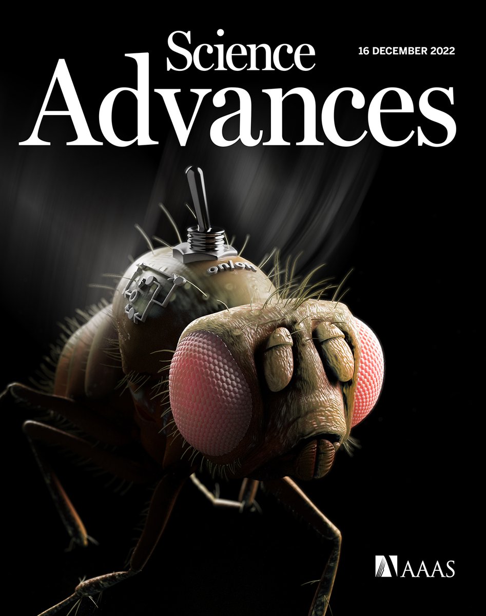 For flying insects like #Drosophila, maintaining aerial stability is a constant balancing act. Researchers have identified key roles for two prominent wing steering muscles that fruit flies use to actuate these reflexes.

Read more in this week’s issue: scim.ag/Ry