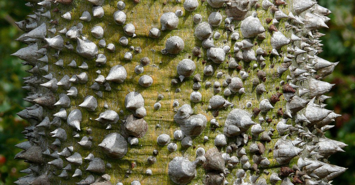 SempervirensFnd's tweet photo. #22of22 8: Together, we celebrated trees around the world! As we prepared for #EarthDay2022 & #HugATreeChallenge, we gathered 10 of the most interesting trees on Earth: https://t.co/oioetDCtYf We’re celebrating our top 22 together in 2022. #Redwoods #SantaCruzMountains https://t.co/4hHl0YiRrF