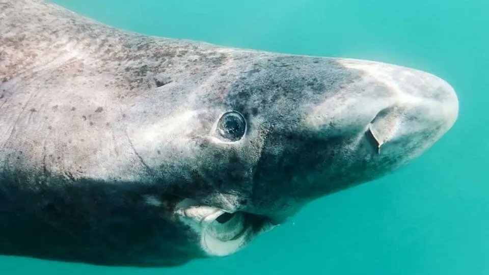 Such studies can feed into @NAFO1979 scientists' ongoing study of areas/times of high Greenland shark bycatch that will inform 2024 mitigation advice. Commitments to such safeguards were underscored in 2022 int'l ban. See:  #RespectYourElders #SharkLeague https://t.co/N2UbLCjV9A