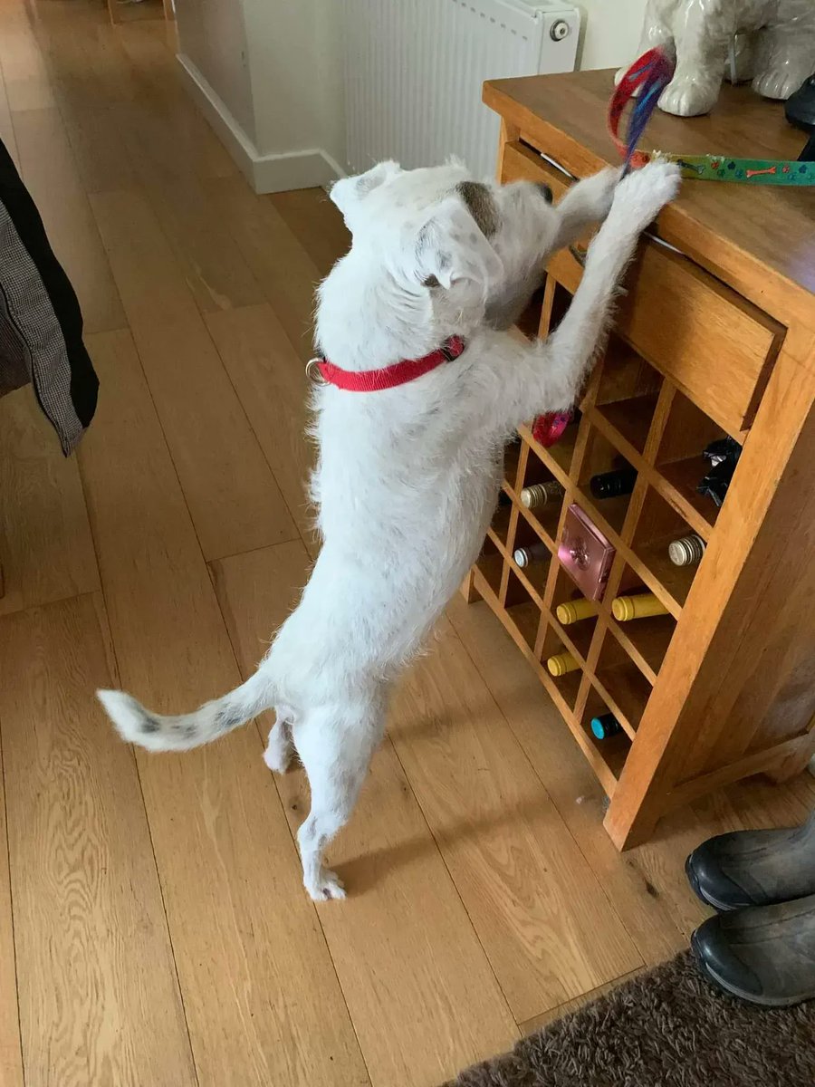 NWDogRescue's tweet photo. Sonny is a #TeamFFH dog in foster in Warrington. Sonny had a scare with an off lead dog which set back his journey and he now needs a furever owner experienced with scared reactive dogs. He will love you furever. https://t.co/ZnUyPpCa8B https://t.co/I4XlvAXtzJ