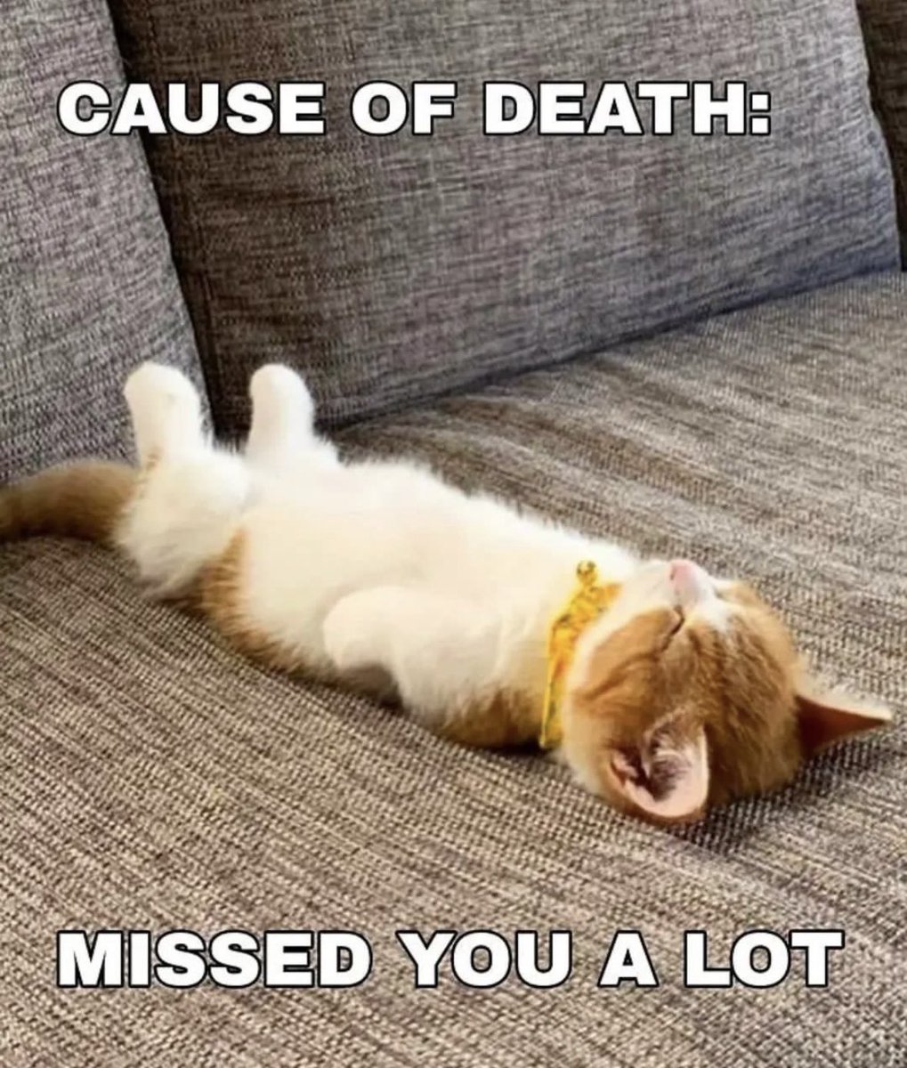 literallymecats's tweet photo. https://t.co/MxBRhO0HIf