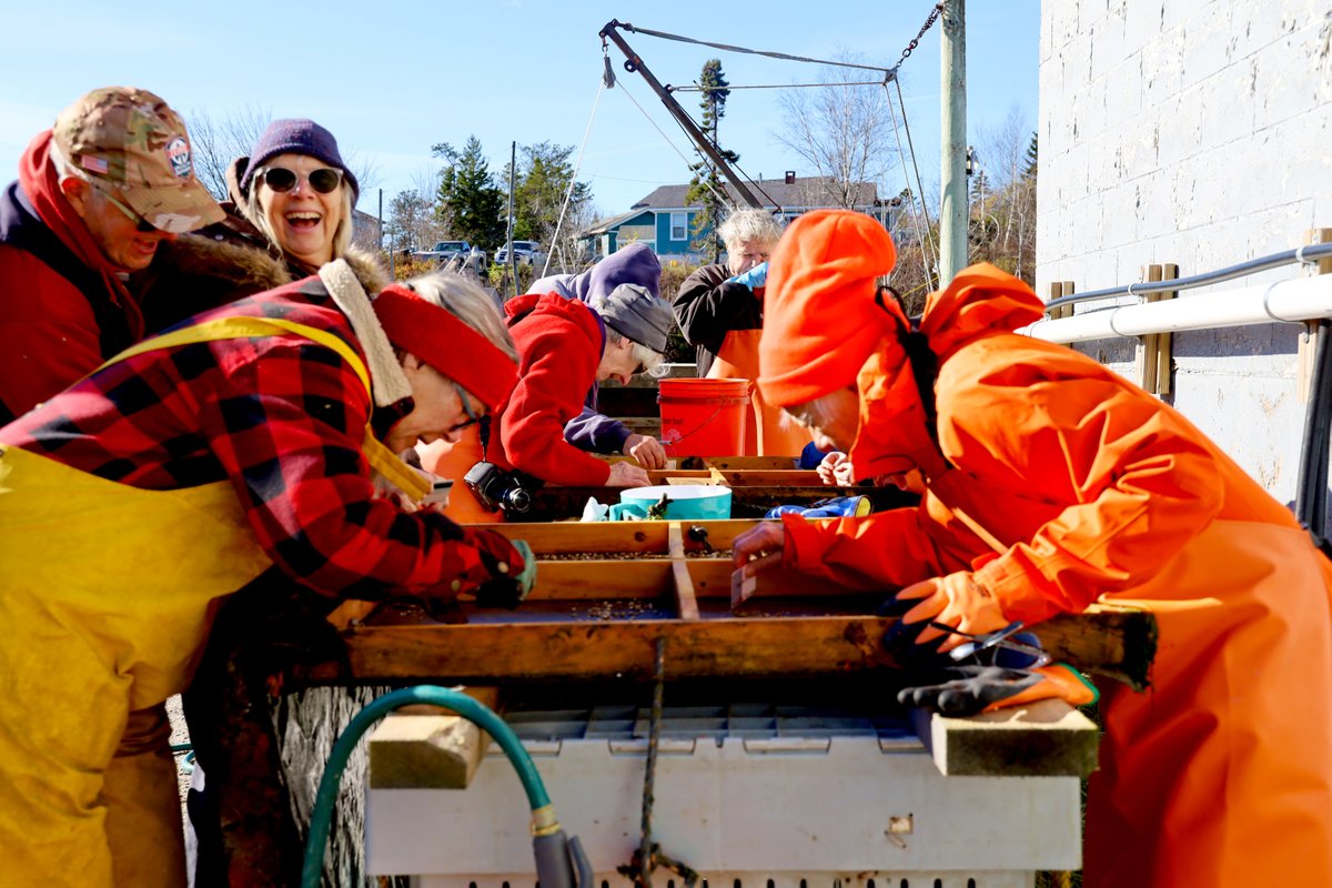 In the face of a warming planet, coastal communities in Maine must keep trying to adapt, or risk losing the softshell clam fishery forever.

For my latest #ClimateDriven story, watch how a group of volunteers in Gouldsboro are doing just that ⬇️
bit.ly/3YlSnX8