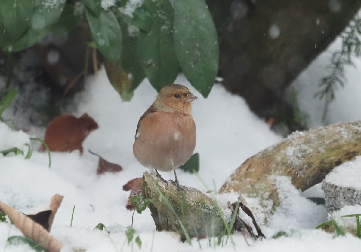 Nordrhein-Westfälische Ornithologengesellschaft (@nworni) on Twitter photo Was machen eigentlich #Vögel im Winter? 🌨️❄️
👉 bit.ly/3uO4kHu
📷 Buchfink <a href="/DariusStiels/">Darius Stiels</a>
#FAQ #FAQs #Ornithologie Was machen eigentlich #Vögel im Winter? 🌨️❄️
👉 bit.ly/3uO4kHu
📷 Buchfink <a href="/DariusStiels/">Darius Stiels</a>
#FAQ #FAQs #Ornithologie