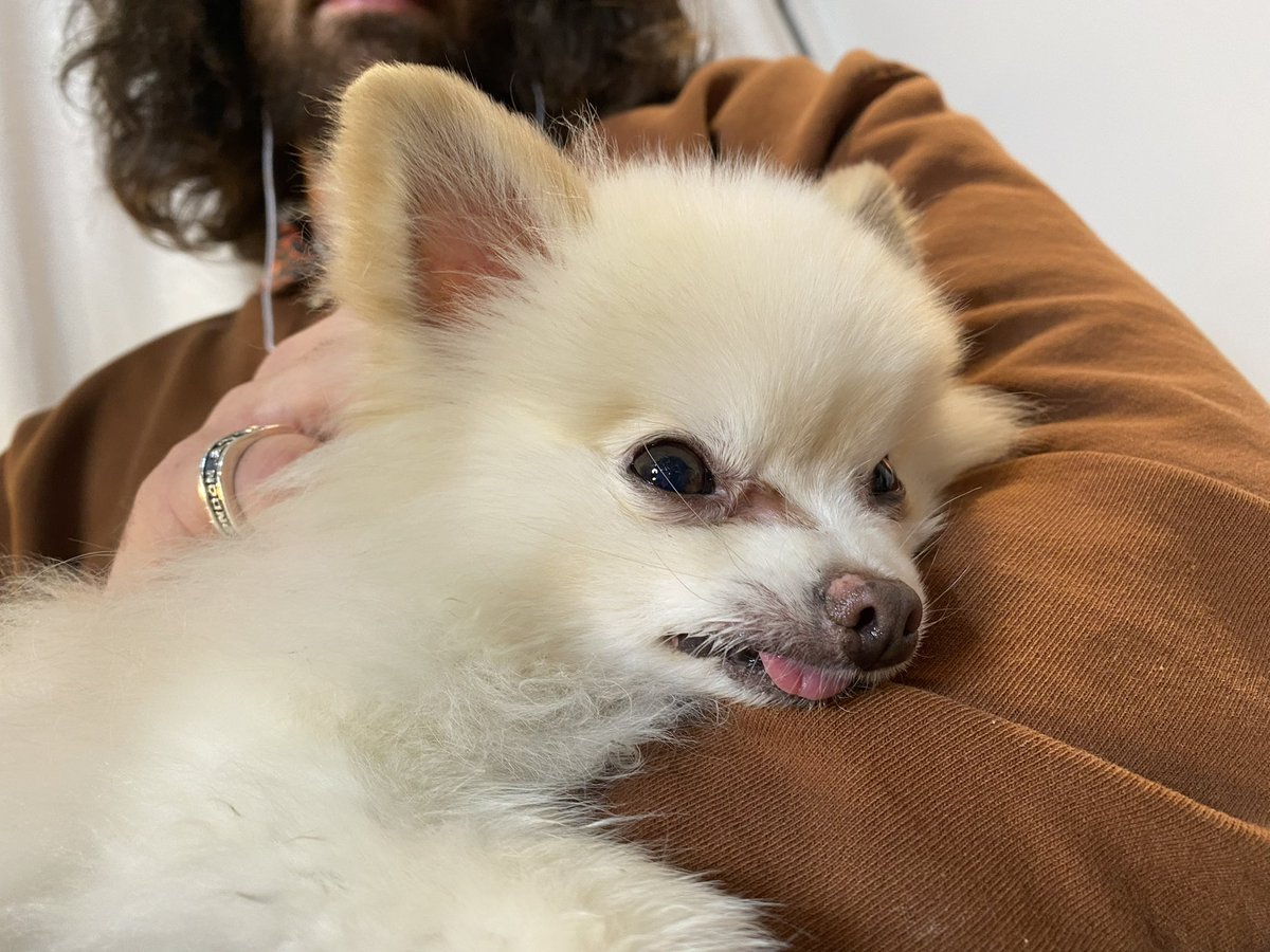 hasanthehun's tweet image. what kind of dog should i get? (not nabi)