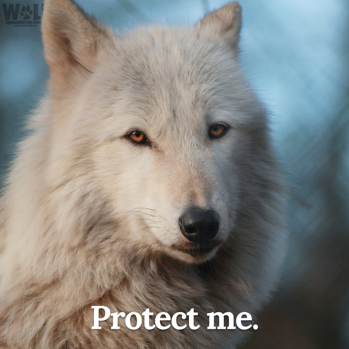 The death toll is growing.
As of now, 78 wolves have been killed in Montana's controversial wolf hunt. 

These wolves were slaughtered for fun.

Retweet to call on the @interior to enact emergency listing of wolves in the N. Rockies! 🚨 Take action here → bit.ly/3XmkAwz