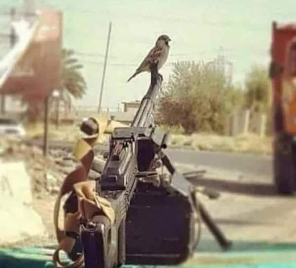 عندما يكون السلاح في ايدي الشرفاء الكل يشعر بالامان حتي الطير💪🌟 ❤️