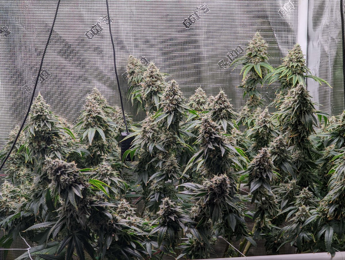 gps_seedbank's tweet photo. Sticky Icky (GG4 x Animal Cookies) grown by AZhomegrown.
Chocolate, cookie, and chem terps π₯
#stickyicky #gg4 #originalglue #gorillaglue4 #ggstrains #animalcookies #gsc #fireog #cannabisculture #cannabiscommunity #growyourown #feminizedseeds #cannabisseeds #greenpointseeds https://t.co/KyduzBB2WW