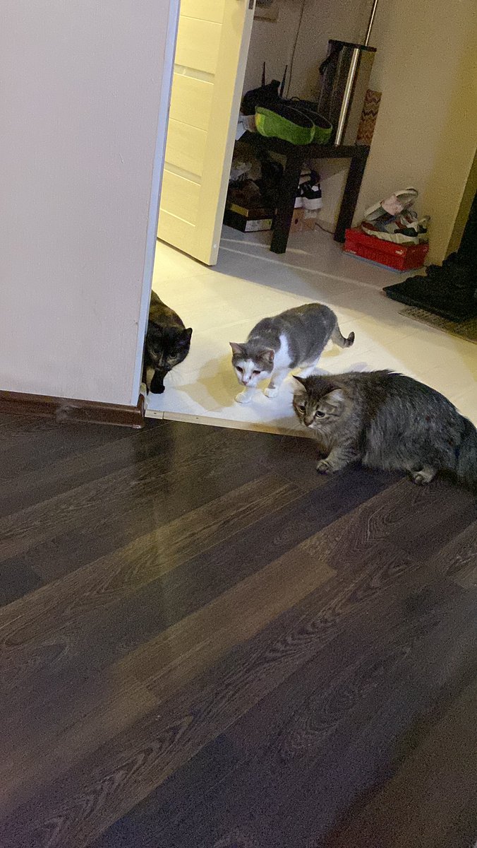 yourbaddydaddy's tweet photo. ну и тоша, с которой вы по-моему ��е знакомы. это кошечка моей девушки и она тоже живет с нами)
у неё есть проблемы с глазиком и носом, но в целом она чувствует себя хорошо
она очень любит спать под одеялом, в своей коробке на окне, ещё на шкафу и на коврике при входе
она лапуля) https://t.co/xiuQJGepYY