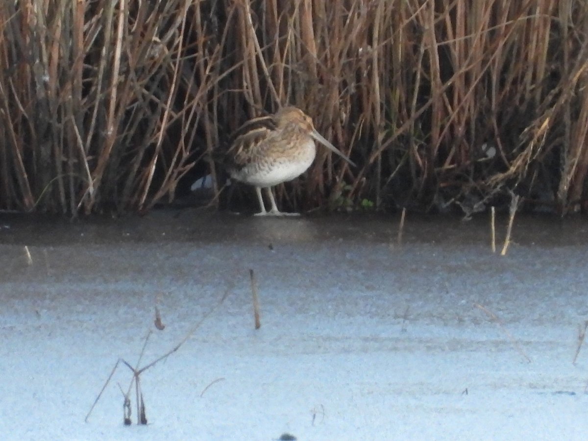 Mightychub's tweet image. Snipe on ice today #WyverLaneNR #Coldspell life in the freezer @DerwentBirder @NatureUK