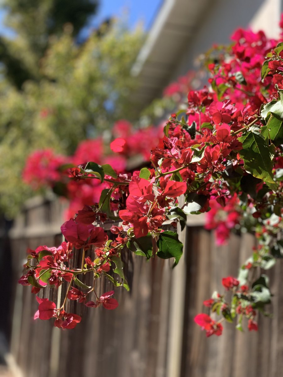 LailaKhanB's tweet photo. Flowers are like friends, they bring color to your world! 🌸🌹🌼
.
#flowers 🌷🌺 #gardening #californiaspring 🦋 https://t.co/wQCGXoQ2wR