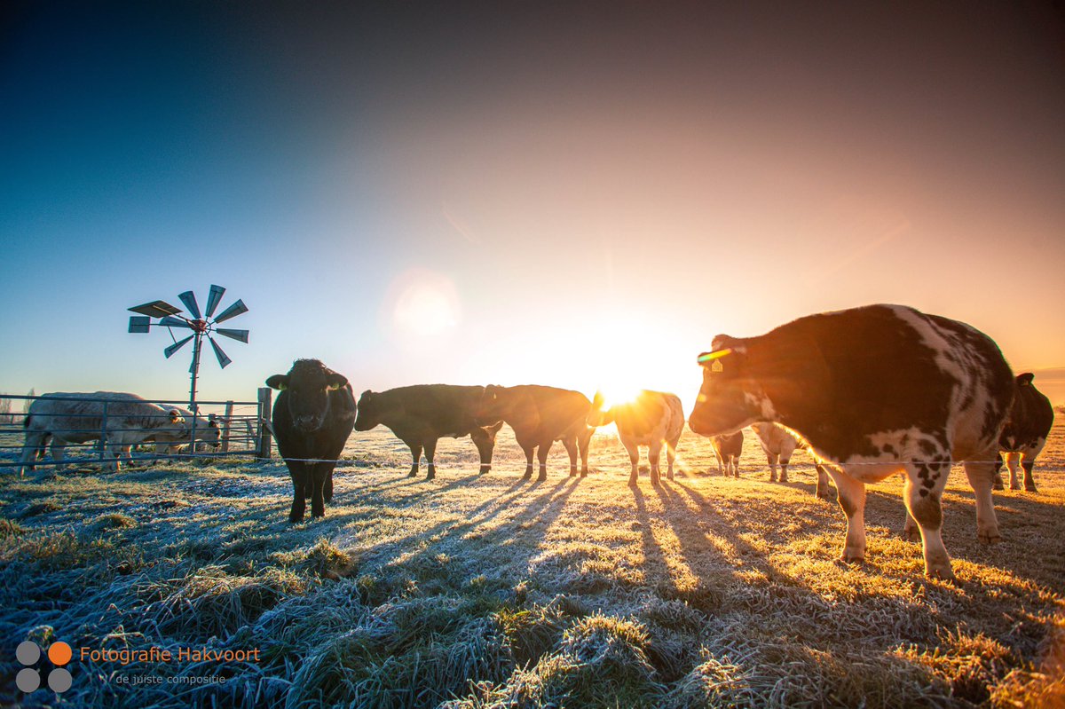 Dat was vanmorgen een fijne ontmoeting 
#ijsseldelta #wdodelta #wilsum #winter