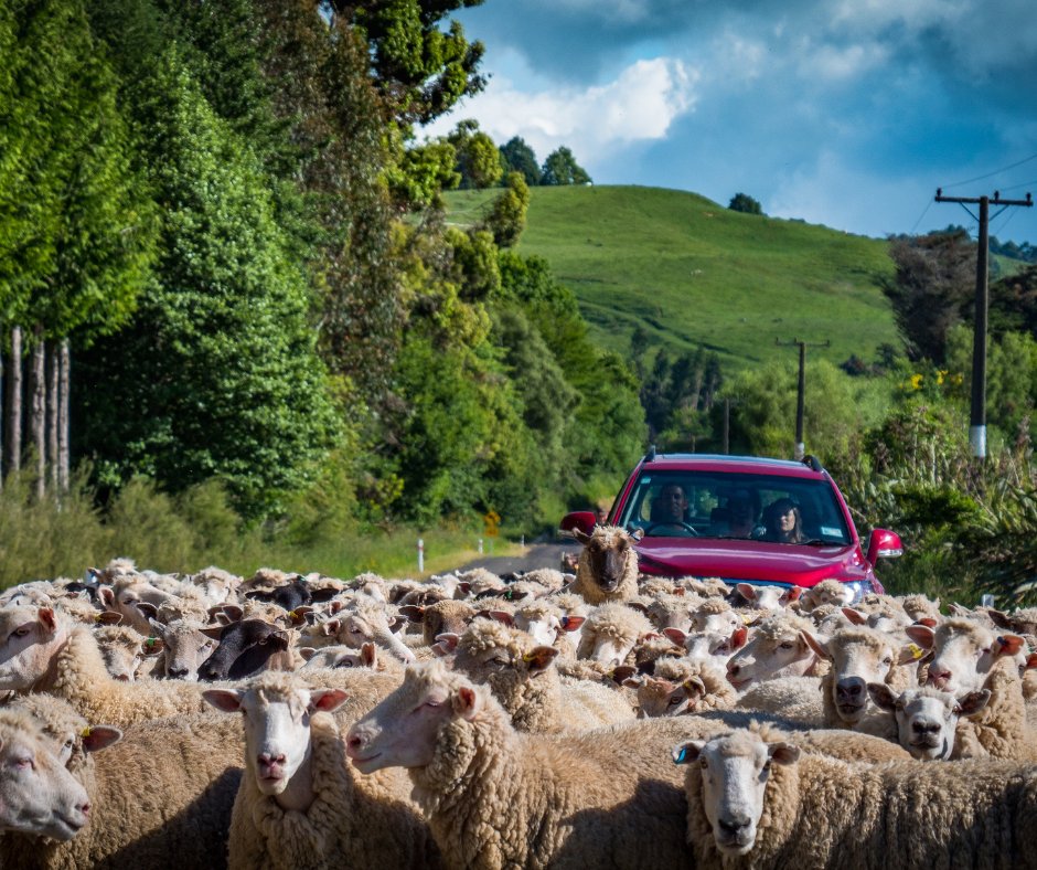 manawatudc's tweet image. Consultation for the Traffic Safety and Road Use Bylaw closes tomorrow at 4:00pm.
Thank you to everyone who has submitted feedback so far. It's been very valuable to us.
Don't miss your chance to have your say!
mdc.govt.nz/have-your-say/…
