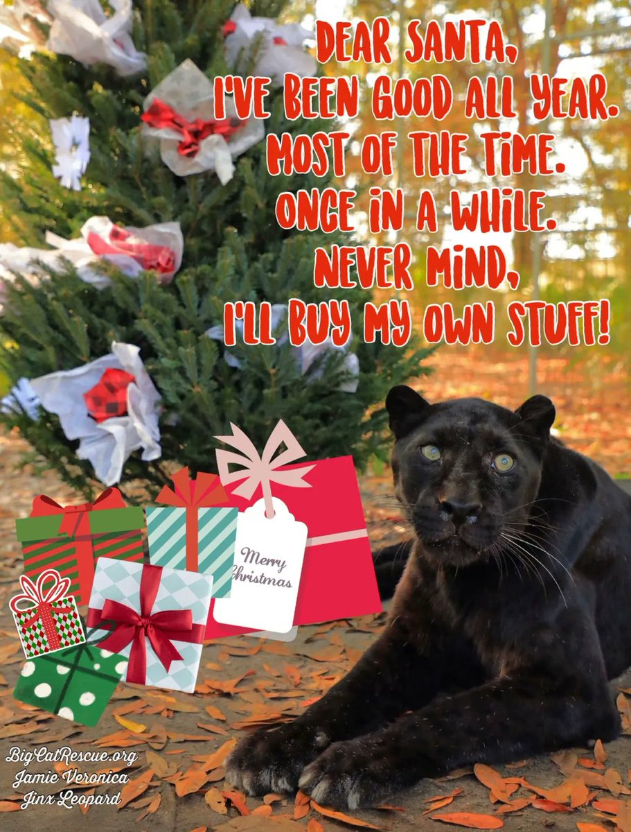 BigCatRescue's tweet photo. “I’ve been good all year. 
Most of the time. 
Once in a while. 
Never mind, I’ll buy my own stuff!” ~Jinx leopard 

#JinxLeopard #BigCats #BigCatRescue #Rescue #Tiger #Cats #Santa #Christmas #MerryChristmas #NaughtyOrNice #Funny #Fun #Leopard #CaroleBaskin https://t.co/H3kCxRmZ7L