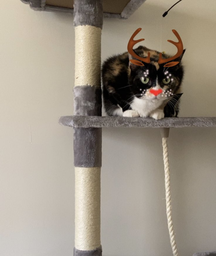 smiithkylie's tweet photo. sammie and clementine want to wish everyone a happy holidays https://t.co/IO2lBf38rg