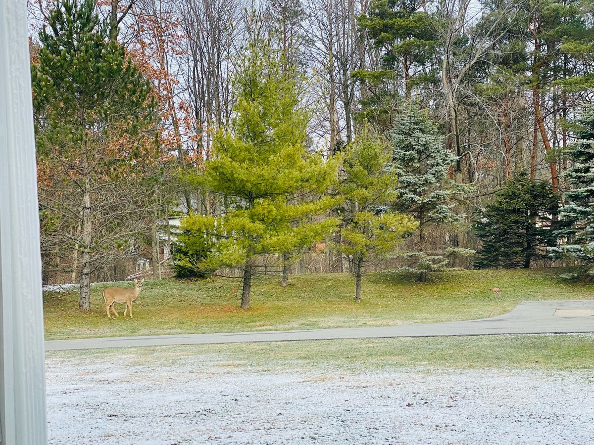 Pobermeier's tweet photo. Deer out my window #deer https://t.co/tNrxxLCn4O