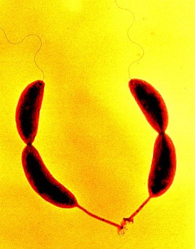 timsandle's tweet photo. Understanding biofilms: The life and death of an 'altruistic' bacterium https://t.co/1YZjxTt4l0 #microbiology #sciencepodcast https://t.co/wWj9gSwuor