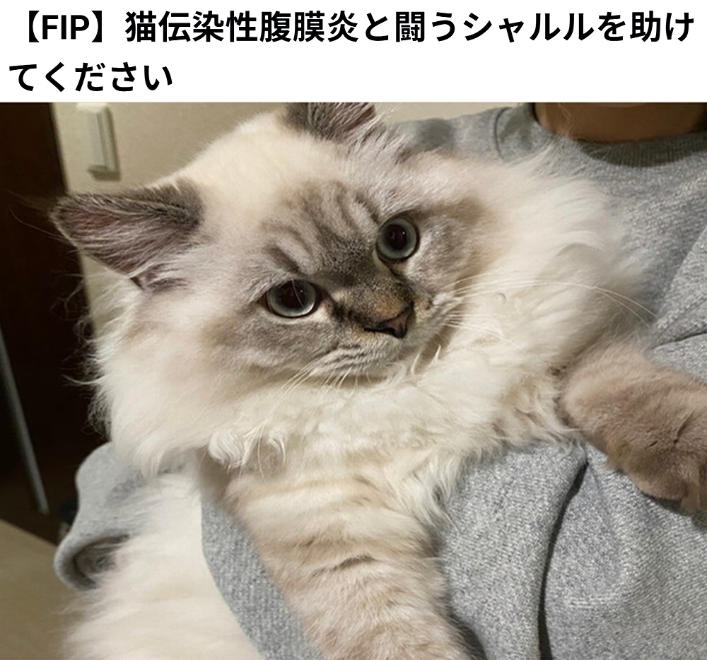 【#拡散希望】
シャルル くん の、FIPの治療費のクラウドファンディングへの御協力お願いします
↓
readyfor.jp/projects/osaka…

明日23時終了で、達成率 87％ (残り 90,000円)まで、達していますが、達成率が 100％に届かないと支援を受ける事が出来ません。

何卒、御支援御協力宜しくお願いします。
