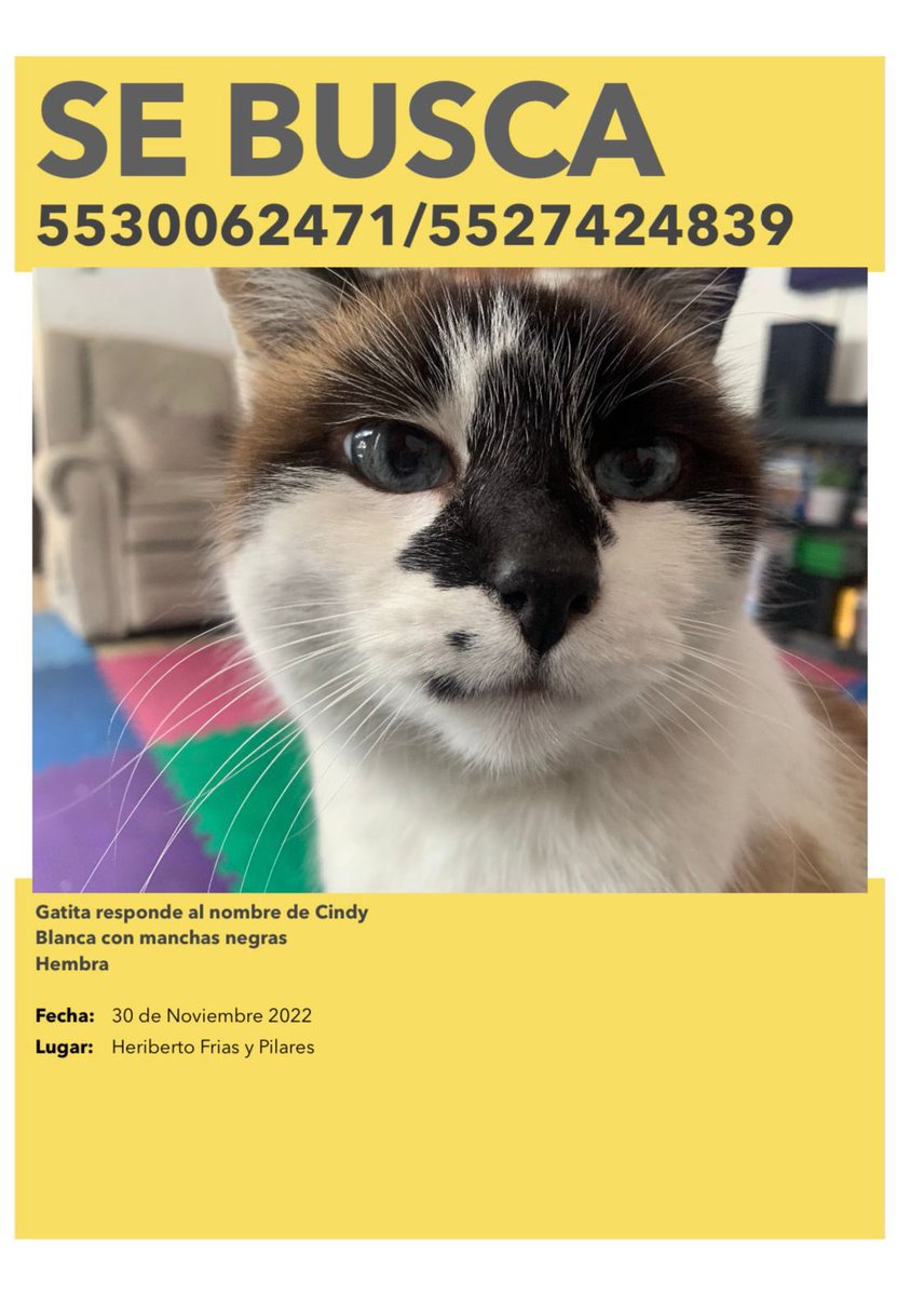 taniamellamoyo's tweet photo. Amigos que viven o visitan la col. Del Valle, por favor si la llegan a ver comuníquense a esos números🙏🏻🥺 su familia la busca y la espera de regreso🫶🏻. @_mundomascotas_  @MascotasSismo @MascotaCoyoacan @PrrosPerdidosMX @MissingPetsMX un RT para que Cindy regrese #gatosperdidos https://t.co/KijoMSurRe
