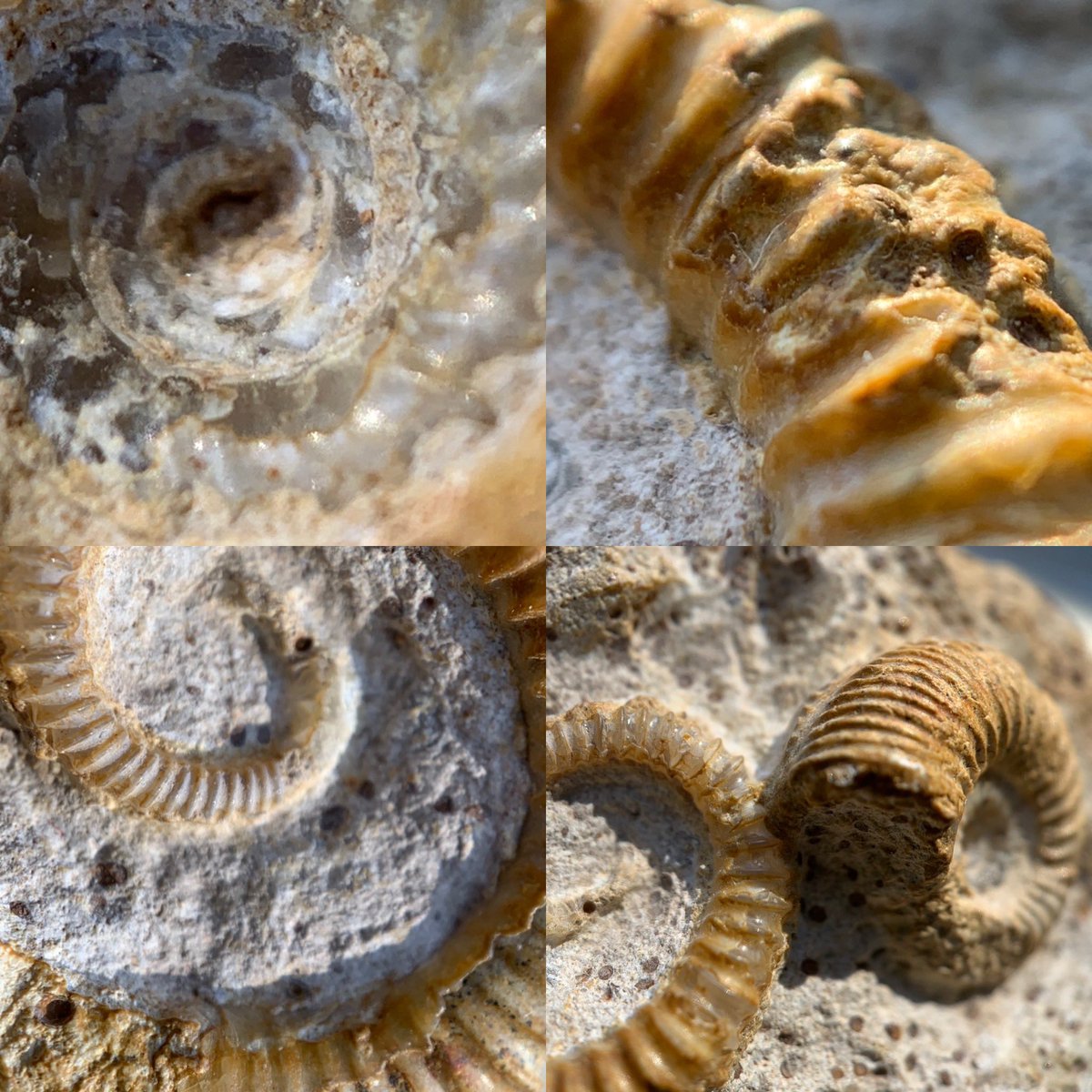 dr_dappleton's tweet photo. For #FossilFriday this pairing of a #spiroceras #orbignyi and a #pseudogarantiana #ammonite and #heteromorph on this #bajocian aged matrix from #France #fossil #fossils #paleontology #ammonites #heteromorphs #extinct #photography #NaturePhotography #nature #fossilshells https://t.co/JWveplH9pK