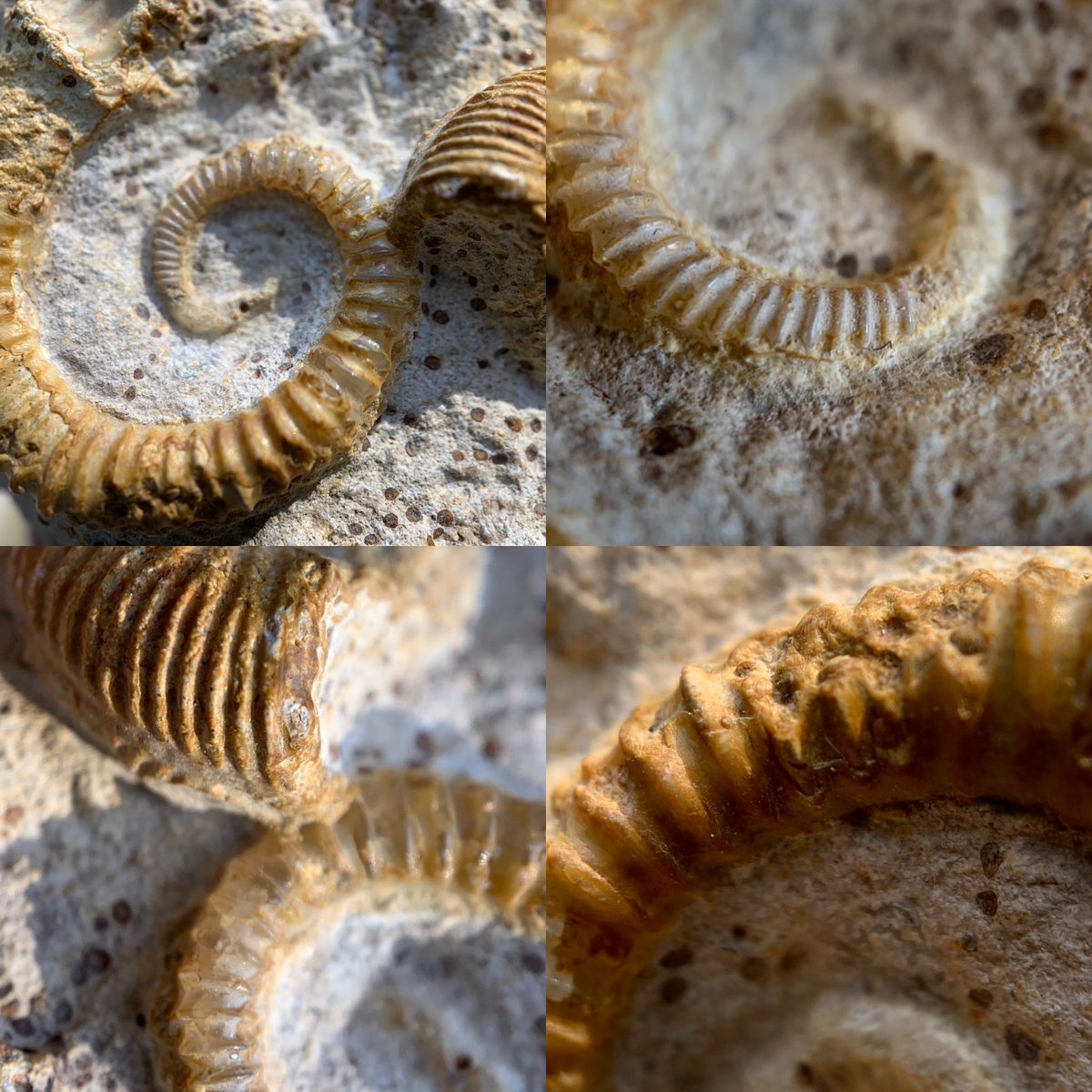 dr_dappleton's tweet photo. For #FossilFriday this pairing of a #spiroceras #orbignyi and a #pseudogarantiana #ammonite and #heteromorph on this #bajocian aged matrix from #France #fossil #fossils #paleontology #ammonites #heteromorphs #extinct #photography #NaturePhotography #nature #fossilshells https://t.co/JWveplH9pK