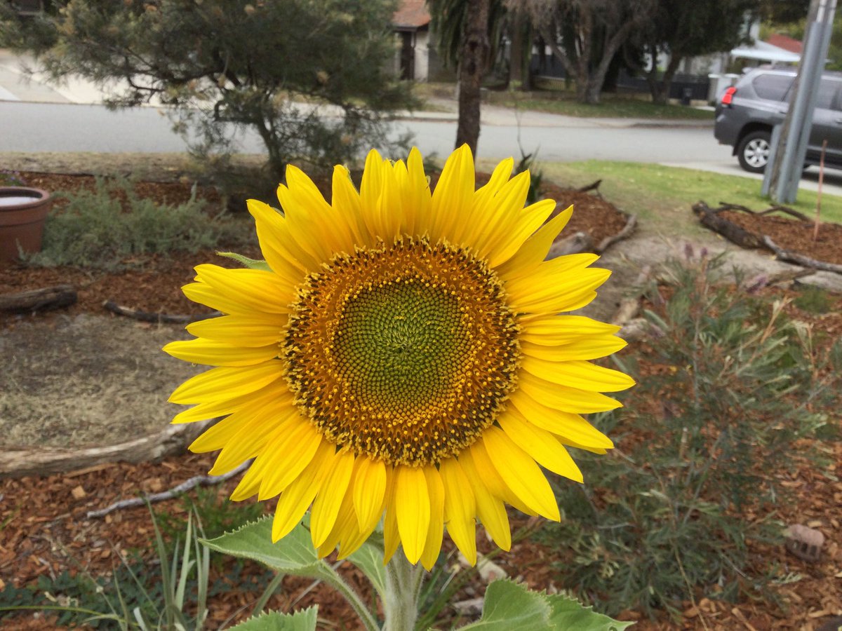 Wagtail, servant of Lord Thoth tweet media