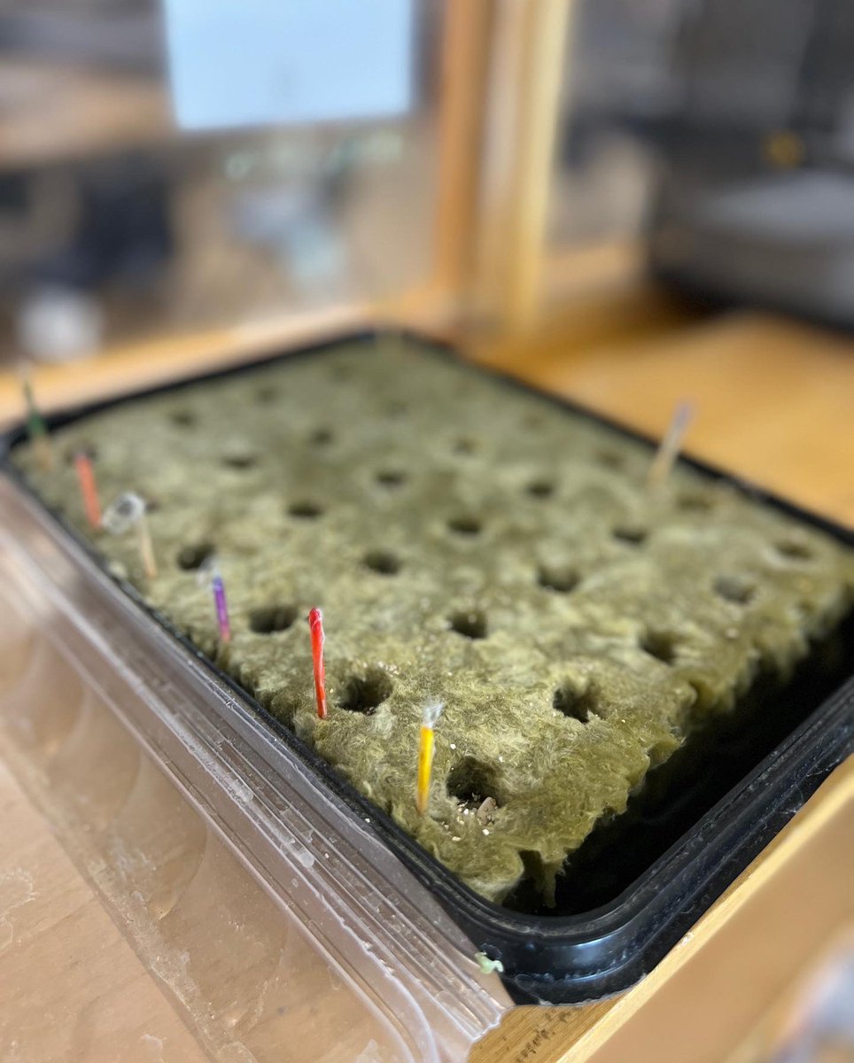 Our tower garden is providing many of our students with delicious salad! #TowerGarden <a href="/TowerGarden/">Tower Garden</a> #MoreVeggiesAreStarted #Team17