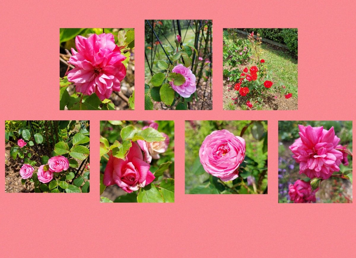 GabyLynch9's tweet photo. Gertrude Jekyll and friends 😊 #Pink #ILoveRoses ❤️ https://t.co/VOYhNNRNrb