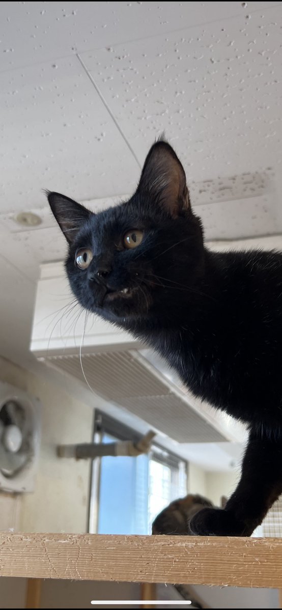 cat_cafe28's tweet photo. https://t.co/Z4BCYZKNRP