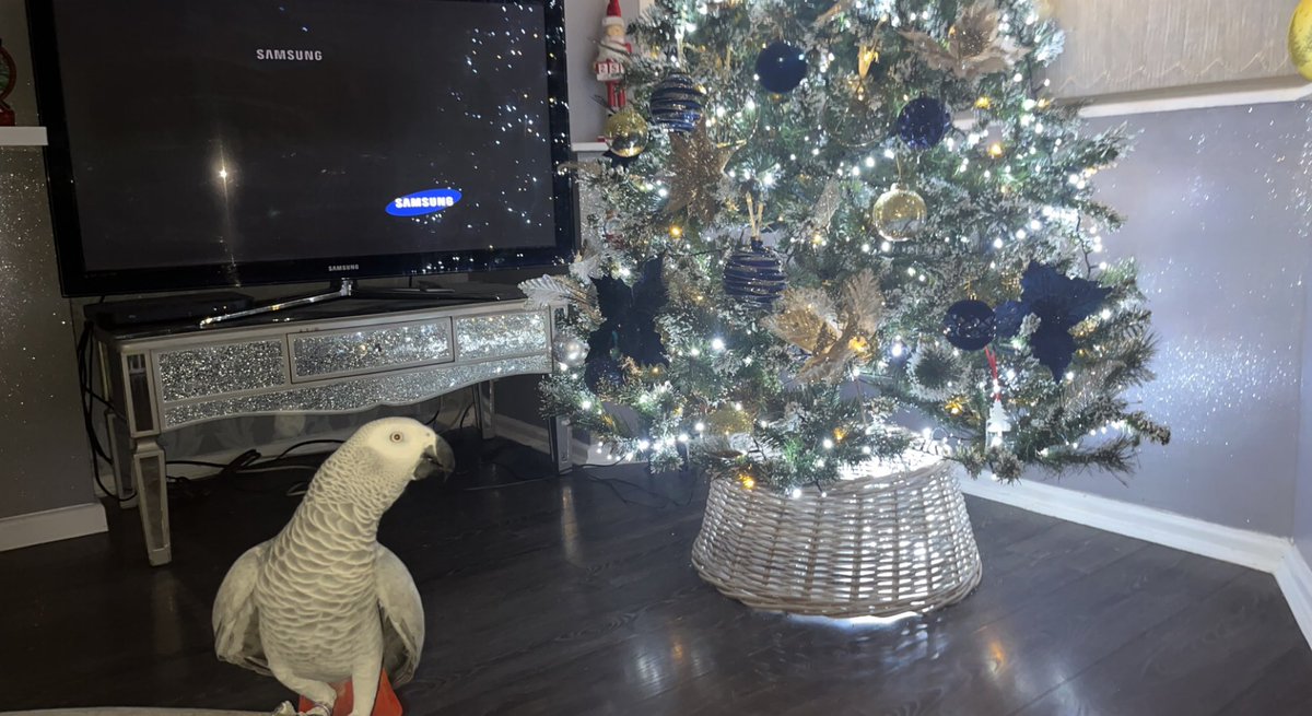 sidTHEparrot's tweet image. Just making sure that #ChristmasTree ain’t gonna try do anything dodgy to me!! 😝😂 #sidslife #checkingitout #imsureimsafe #xmasjoy22