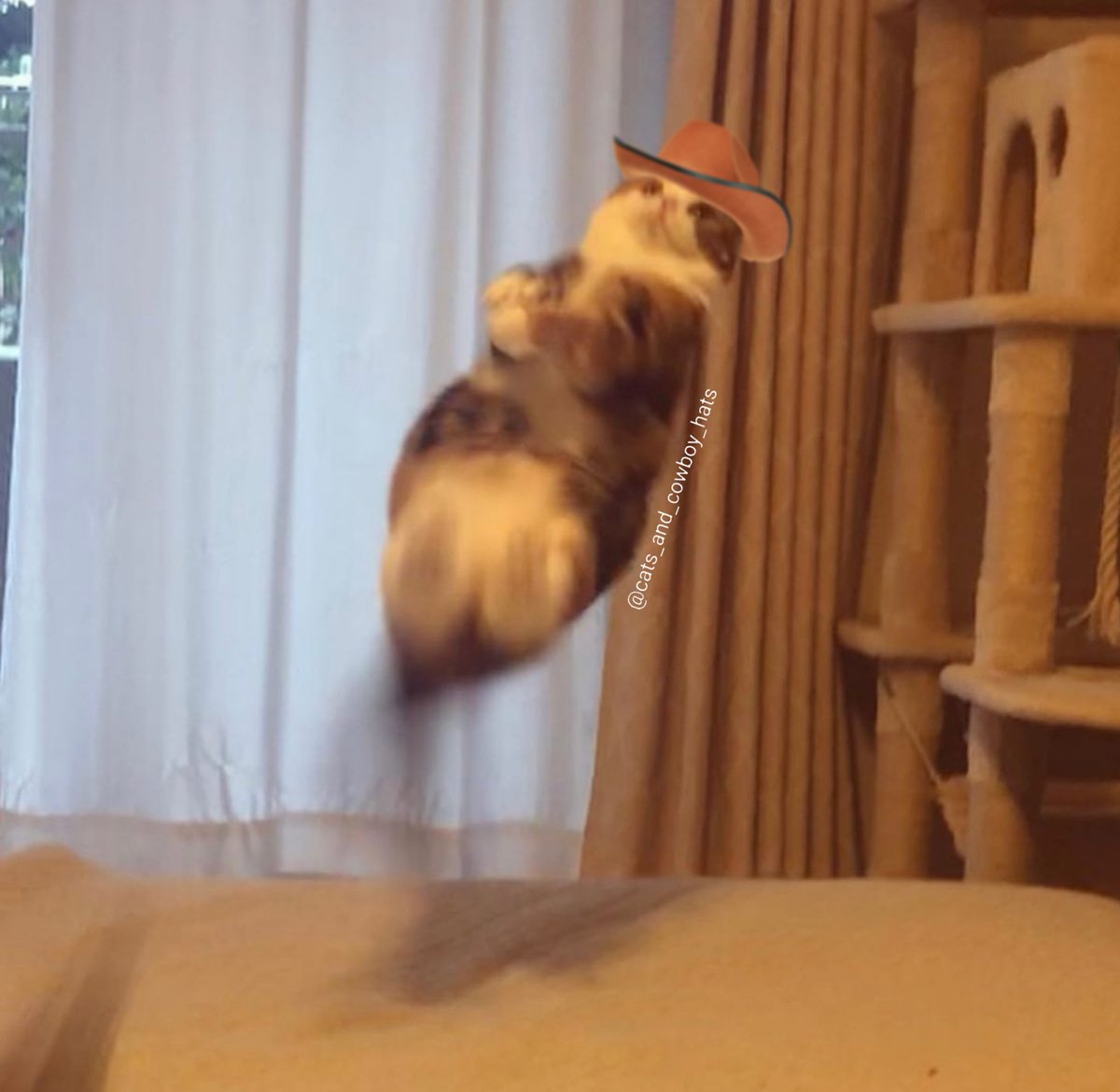 CowboyCats's tweet image. 