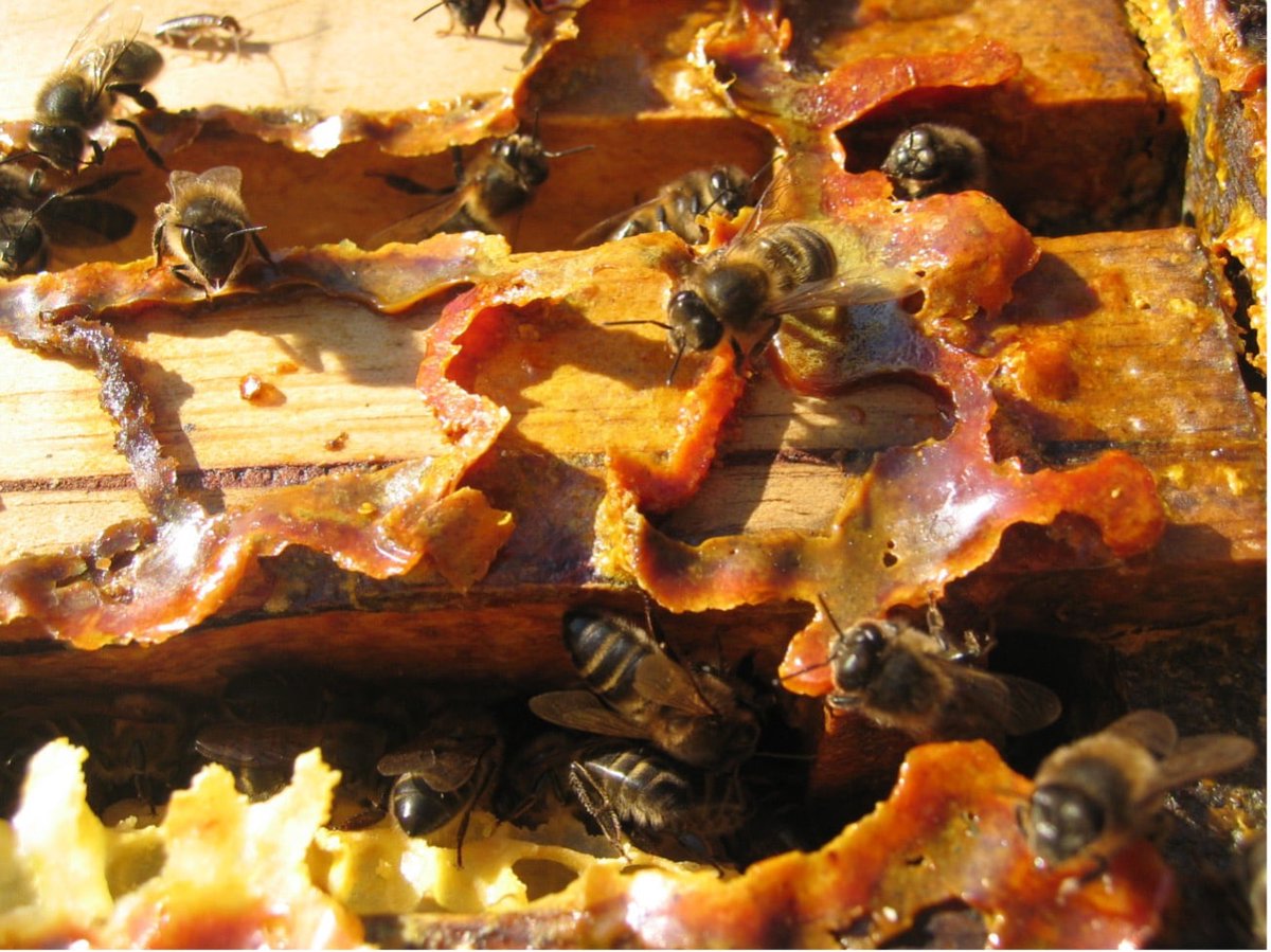 LaTiendaDelApicultor tweet media