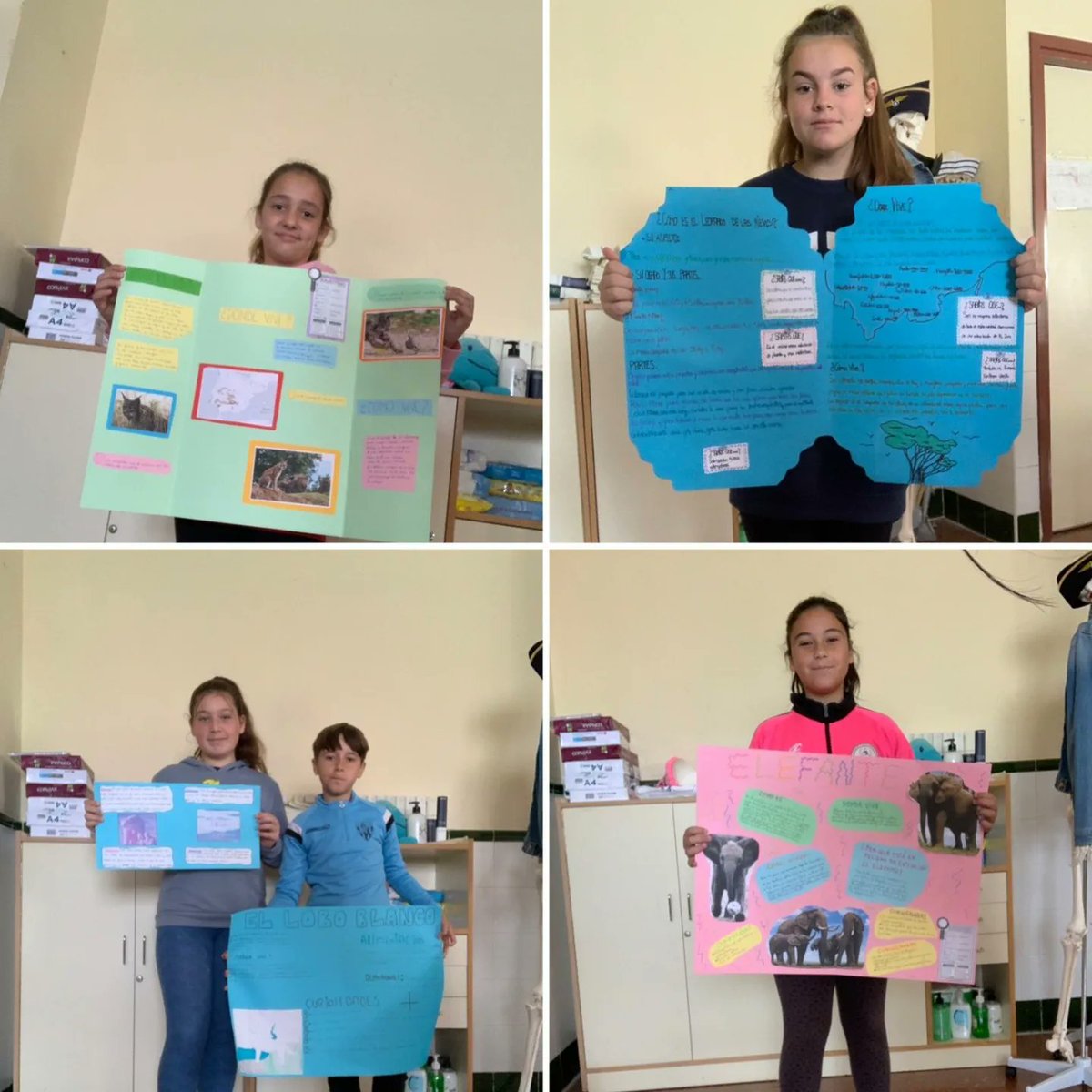 CEIPCupiana's tweet photo. En 6° trabajamos la clasificación de los seres vivos, profundizando en especies en peligro de extinción @EducaAnd @educacionenmlg https://t.co/6bfdTXKubI
