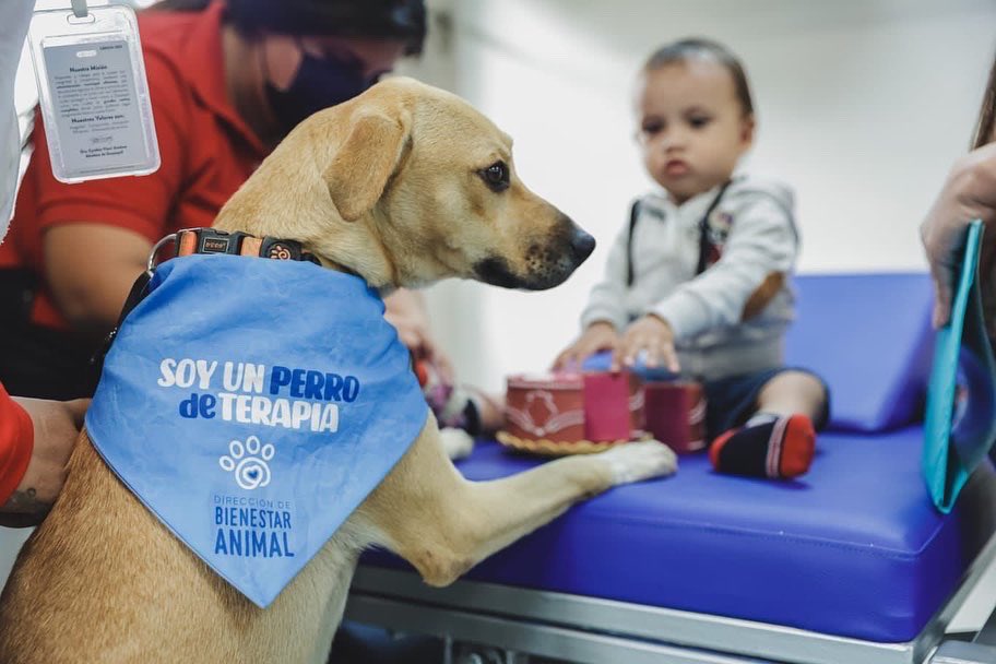alcaldiagye's tweet photo. Niños y niñas beneficiarios del Centro Valiente reciben canoterapia con mascotas rescatadas. https://t.co/l3eCQSU22Z